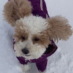 Meet your Posher, Janett